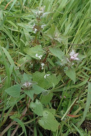 Lamium moschatum \ Moschus-Taubnessel, Rhodos Embona 31.3.2019