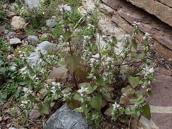 Lamium moschatum \ Moschus-Taubnessel / Musk Dead-Nettle, Rhodos Attaviros 24.3.2023