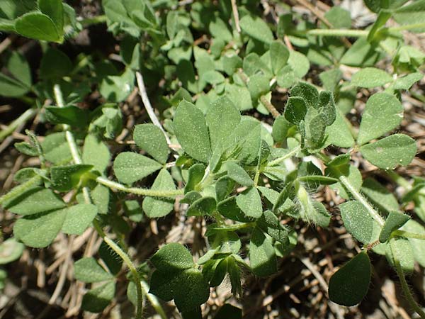 Lotus edulis \ Essbarer Hornklee / Edible Bird's-Foot Trefoil, Rhodos Epta Piges 27.3.2019