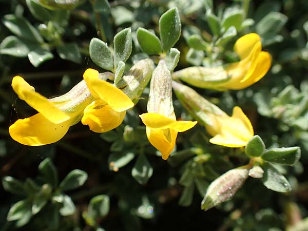 Lotus halophilus \ Salzliebender Hornklee / Greater Bird's-Foot Trefoil, Rhodos Kallithea Terme 7.4.2019