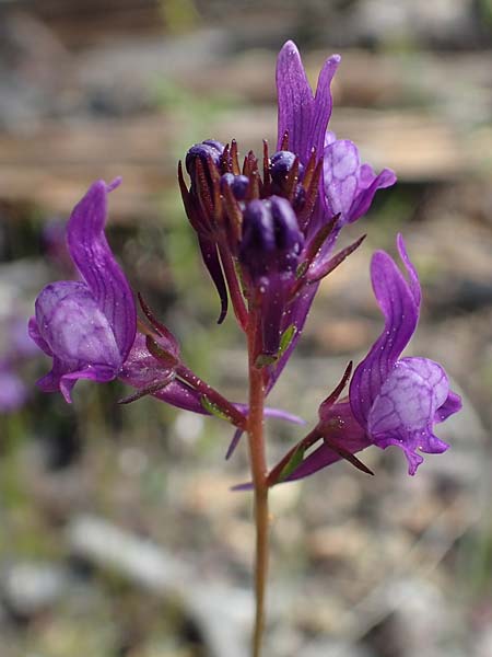 Linaria pelisseriana \ Schlundhckriges Leinkraut, Rhodos Lardos 3.4.2019