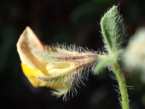 Lotus palustris \ Moor-Hornklee / Bog Bird's-Foot Trefoil, Rhodos Haraki 15.3.2023