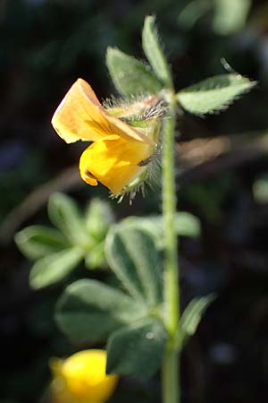 Lotus palustris \ Moor-Hornklee / Bog Bird's-Foot Trefoil, Rhodos Haraki 15.3.2023