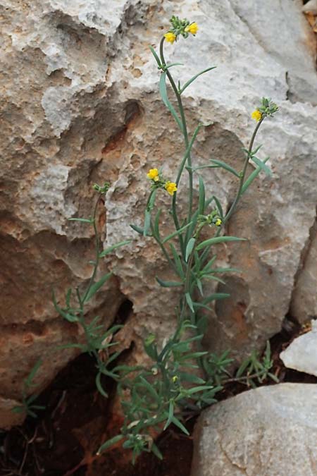 Linaria simplex \ Einfaches Leinkraut / Simple Toadflax, Rhodos Tsambika 30.3.2019