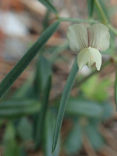 Lathyrus saxatilis \ Felsen-Platterbse / Rock Vetchling, Rhodos Laerma 4.4.2019