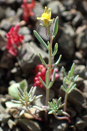 Linaria simplex \ Einfaches Leinkraut, Rhodos Moni Artamiti 16.3.2023