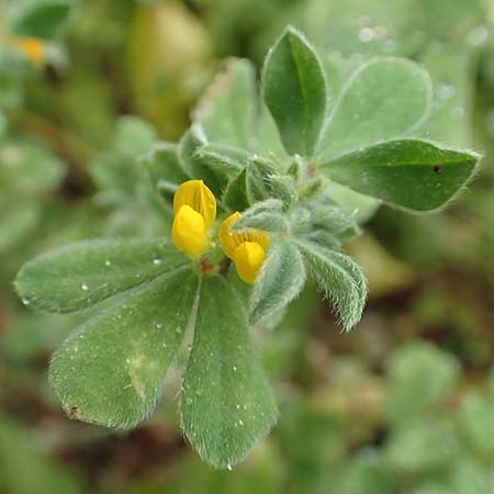 Lotus ornithopodioides \ Vogelfuhnlicher Hornklee / Clustered Bird's-Foot Trefoil, Rhodos City 28.3.2019