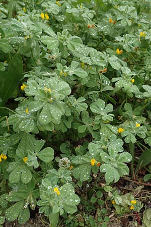 Lotus ornithopodioides / Clustered Bird's-Foot Trefoil, Rhodos City 28.3.2019