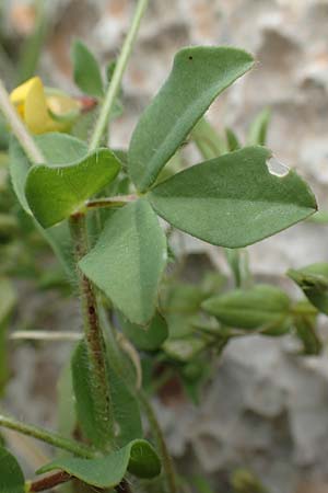 Lotus edulis \ Essbarer Hornklee / Edible Bird's-Foot Trefoil, Rhodos Tsambika 30.3.2019