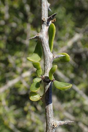 Lycium schweinfurthii \ Schweinfurths Bocksdorn / Schweinfurth's Tea-Plant, Rhodos Apolakkia 25.3.2023