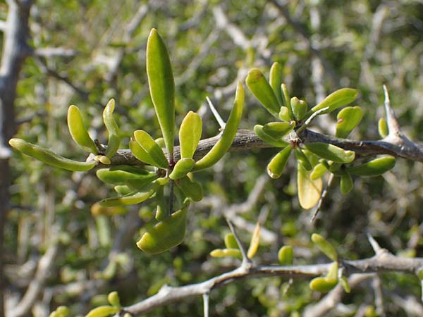 Lycium schweinfurthii \ Schweinfurths Bocksdorn, Rhodos Apolakkia 25.3.2023