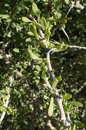 Lycium schweinfurthii \ Schweinfurths Bocksdorn, Rhodos Apolakkia 25.3.2023