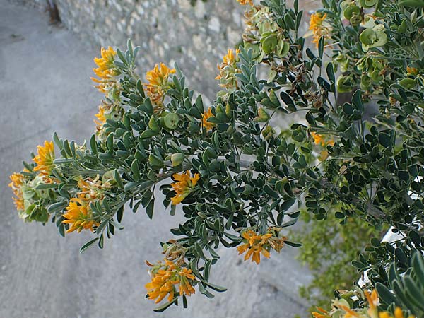 Medicago arborea \ Strauch-Schneckenklee / Tree Medick, Rhodos Profilia 27.3.2023