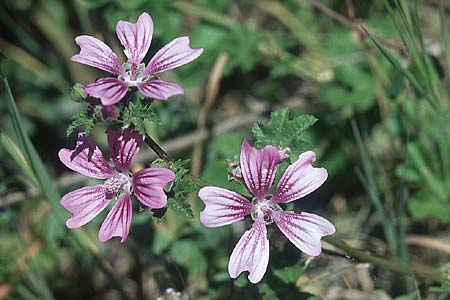 Malva sylvestris / Common Mallow, Rhodos Kattavia 25.3.2005