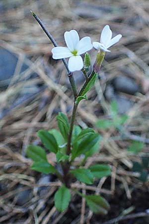 Malcolmia chia \ Chios-Meerviole, Rhodos Laerma 19.3.2023