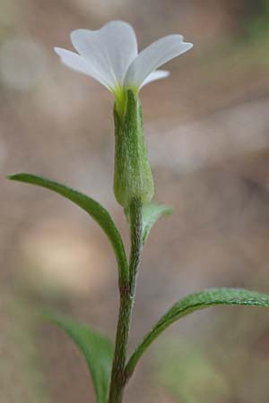 Malcolmia chia \ Chios-Meerviole, Rhodos Akramitis 21.3.2023