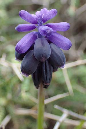 Muscari neglectum \ bersehene Traubenhyazinthe, Weinbergs-Trubel / Grape Hyacinth, Rhodos Akramitis 21.3.2023