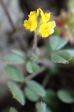 Medicago coronata \ Kronenfrmiger Schneckenklee / Crown Medick, Rhodos Monolithos 31.3.2019