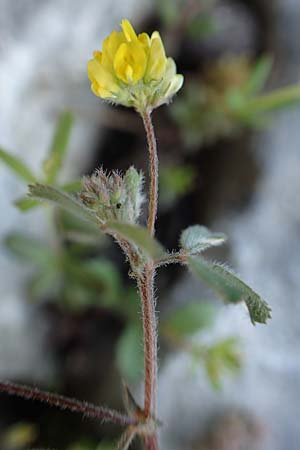 Medicago coronata \ Kronenfrmiger Schneckenklee / Crown Medick, Rhodos Monolithos 31.3.2019