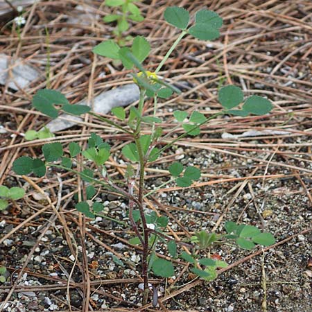 Medicago monspeliaca \ Montpellier-Bockshornklee, Franzsischer Schneckenklee, Rhodos Moni Artamiti 16.3.2023