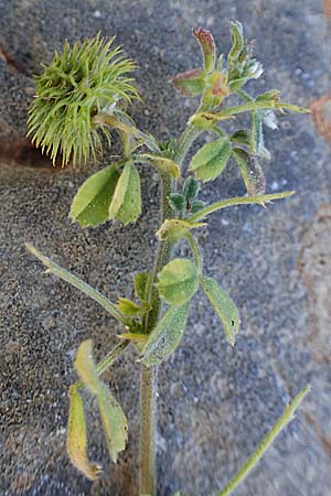 Medicago disciformis \ Diskus-Schneckenklee, Rhodos Lindos 20.3.2023