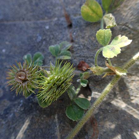 Medicago disciformis / Discus Medick, Rhodos Lindos 20.3.2023