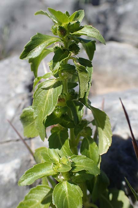 Mercurialis annua \ Einjhriges Bingelkraut / Annual Mercury, Rhodos Lindos 20.3.2023