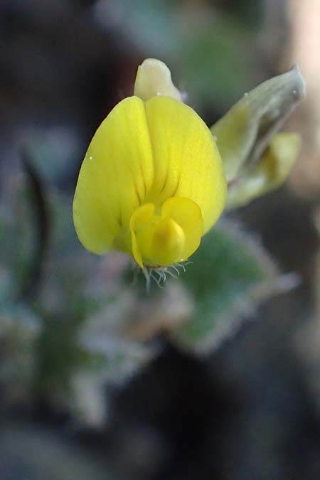 Medicago rigidula ? \ Sammet-Schneckenklee / Rigid Medick, Tifton Burclover, Rhodos Moni Artamiti 27.3.2023