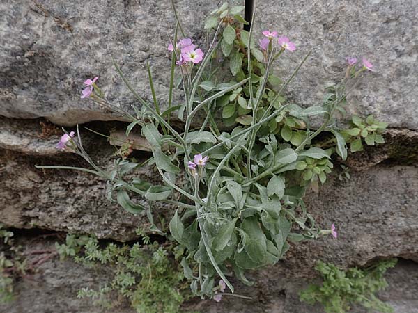 Malcolmia flexuosa \ Geschlngelte Meerviole, Rhodos City 28.3.2019