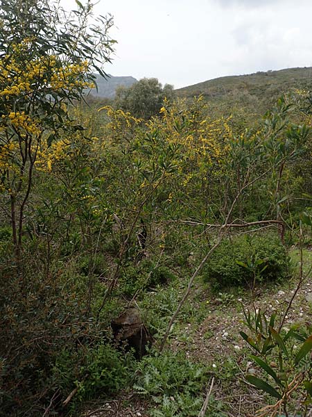 Acacia saligna \ Weidenblttrige Akazie / Golden Wreath Wattle, Port Jackson Willow, Rhodos Profilia 5.4.2019