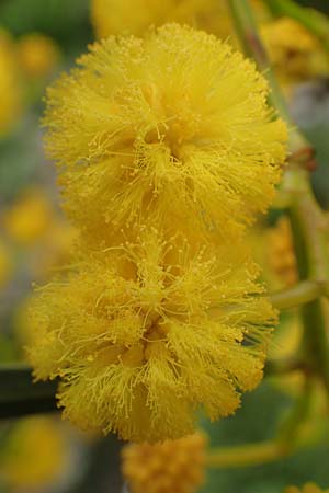 Acacia saligna \ Weidenblttrige Akazie / Golden Wreath Wattle, Port Jackson Willow, Rhodos Profilia 5.4.2019