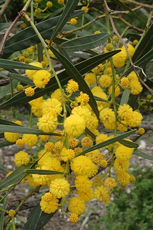 Acacia saligna \ Weidenblttrige Akazie, Rhodos Profilia 5.4.2019