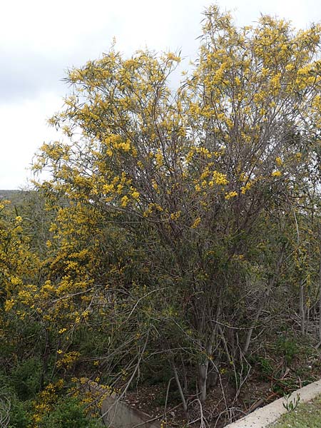Acacia saligna \ Weidenblttrige Akazie / Golden Wreath Wattle, Port Jackson Willow, Rhodos Profilia 5.4.2019