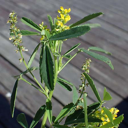 Melilotus spicatus \ Neapolitaner Honigklee / European Sweet Clover, Neapolitan Melilot, Rhodos City 28.3.2023