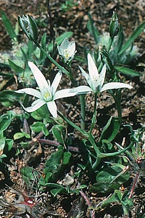 Ornithogalum umbellatum agg. \ Dolden-Milchstern, Rhodos Kallithea Terme 25.4.1987