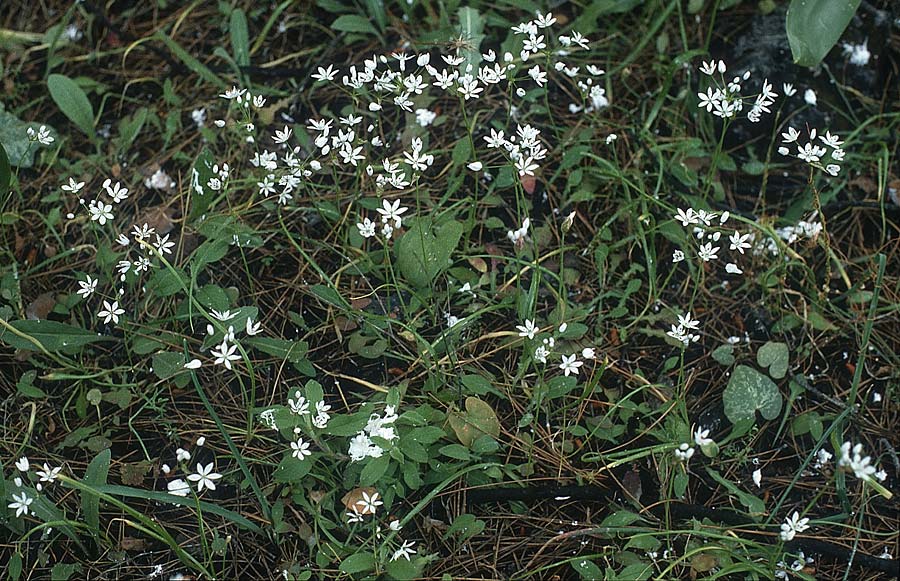 Ornithogalum collinum subsp. rhodium \ Wald-Milchstern / White Star of Bethlehem, Rhodos Epta Piges 28.4.1987