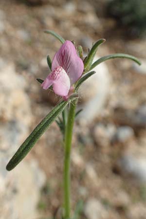 Misopates orontium \ Acker-Lwenmaul, Groer Orant / Weasel's-Snout, Lesser Snapdragon, Rhodos Lahania 3.4.2019