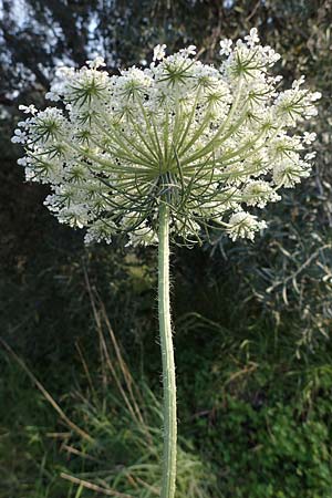 Daucus carota subsp. maximus \ Riesen-Mhre / Bird's Nest, Rhodos Koskinou 22.3.2023