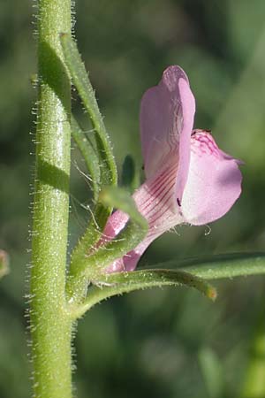 Misopates orontium \ Acker-Lwenmaul, Groer Orant / Weasel's-Snout, Lesser Snapdragon, Rhodos Apolakkia 25.3.2023