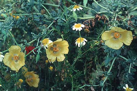 Glaucium flavum \ Gelber Hornmohn, Rhodos City 3.5.1987