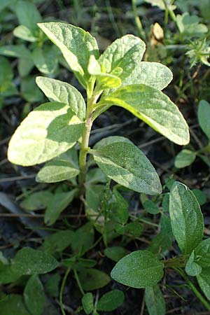 Mentha pulegium \ Polei-Minze, Rhodos Feraklos Castle 26.3.2023