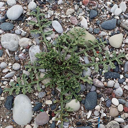 Matthiola sinuata \ Gebuchtete Levkoje / Sea Stock, Rhodos Kamiros 22.3.2023