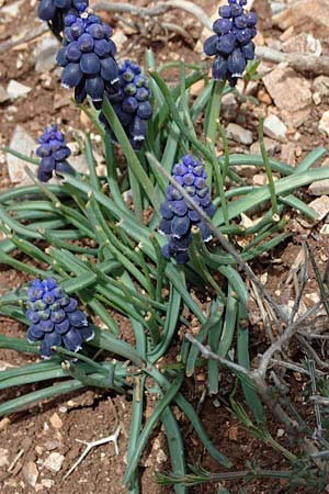 Muscari neglectum \ bersehene Traubenhyazinthe, Weinbergs-Trubel / Grape Hyacinth, Rhodos Attaviros 23.3.2023