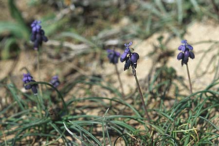 Muscari neglectum \ bersehene Traubenhyazinthe, Weinbergs-Trubel / Grape Hyacinth, Rhodos Kattavia 21.3.2005