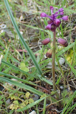 Muscari weissii \ Weiss' Traubenhyazinthe / Weiss' Hyacinth, Rhodos Archangelos 17.3.2023