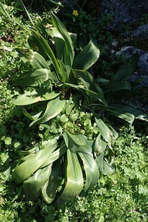 Drimia aphylla \ Blattlose Meerzwiebel / Leafless Sea Squill, Rhodos Profitis Ilias 2.4.2019