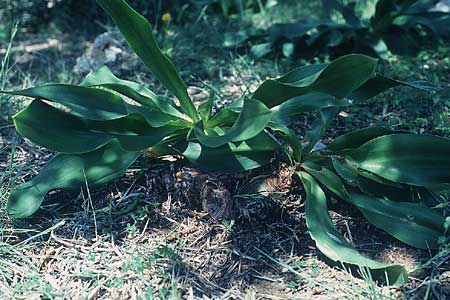 Drimia aphylla \ Blattlose Meerzwiebel / Leafless Sea Squill, Rhodos Kallithea Terme 25.4.1987