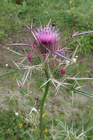 Notobasis syriaca / Syrian Thistle, Rhodos Philerimos 29.3.2019