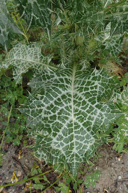 Notobasis syriaca \ Syrische Kratzdistel / Syrian Thistle, Rhodos Philerimos 29.3.2019