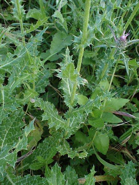 Notobasis syriaca / Syrian Thistle, Rhodos Koskinou 22.3.2023